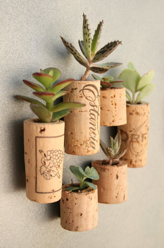 CUSTOM Order for ranbo Succulent Cork Magnets, Mixed Sets