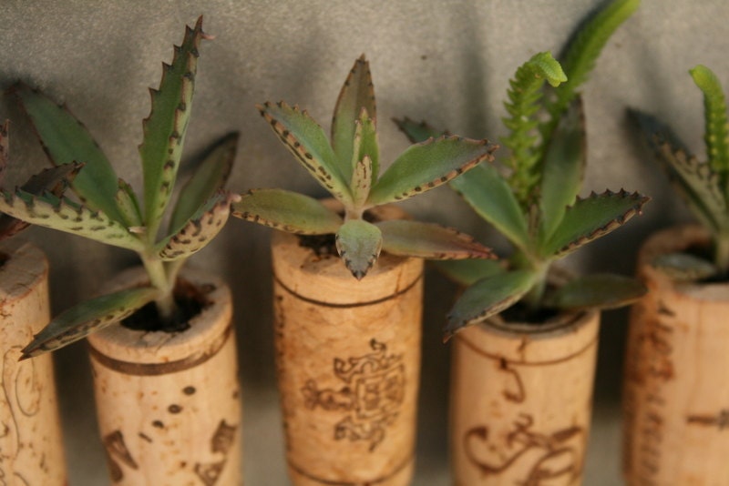CUSTOM Order for Courtney Succulent Cork Magnets