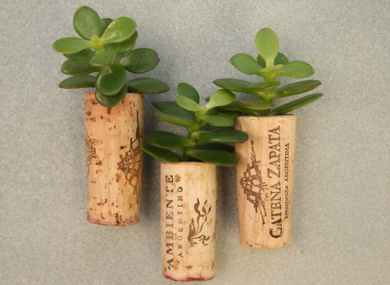 Succulent Cork Magnets, Argentina Set of 3