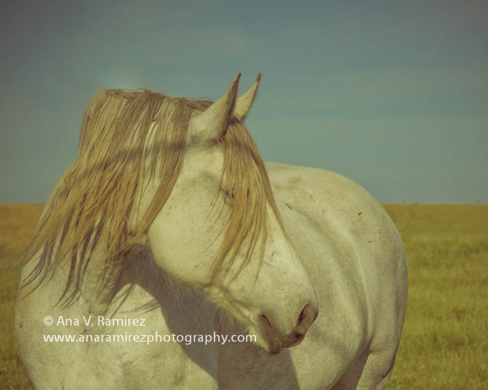 Sweet Dream, horse photography wall art, gifts, decor 8 x 10 photographic print
