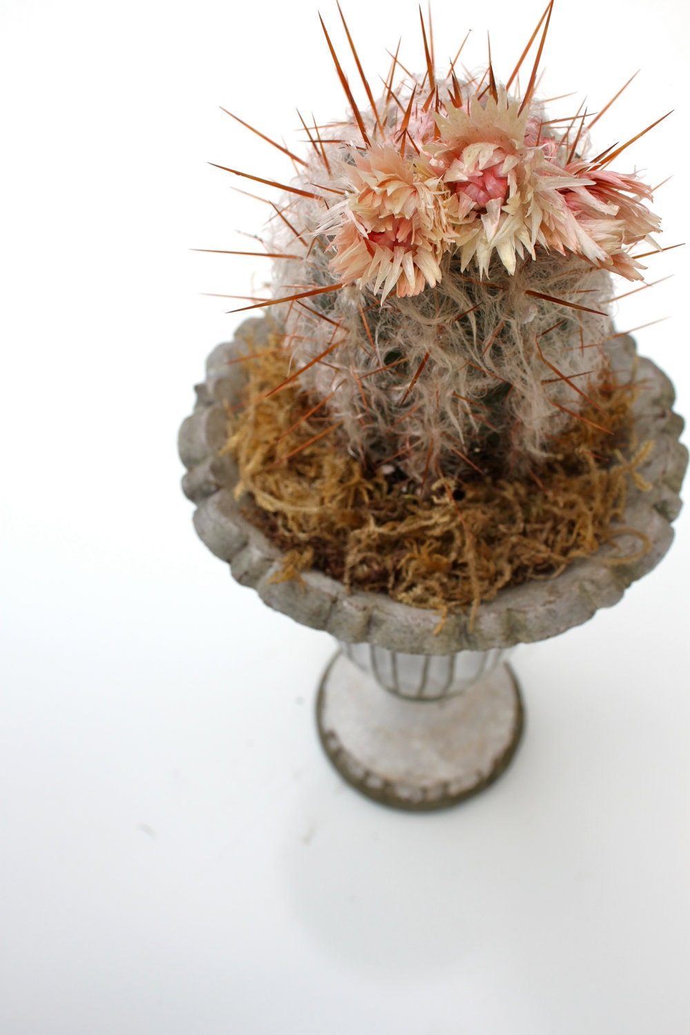 Strawflower Cactus in Fluted Ceramic Urn