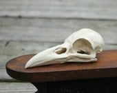 crow skull replica