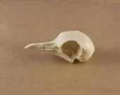 dove skull replica