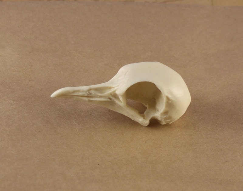 dove skull replica