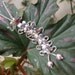Flowers Caterpillar Sterling Silver Necklace with 14K Gold Eyes, Pink PearlsNecklace, Bug Pendant, Unique Flowers Necklace, Gift For Women
