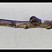 Decorative Birch Branch Towel/Curtain Rod