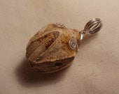 Genuine Blastoid Fossil Pendant in Sterling