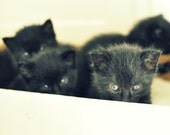 Peek-a-Boo - Fine Art Photograph 4 x 6