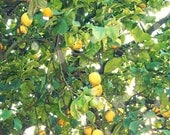 Lemon Sparkle- Fine Art Photograph 4 x 6