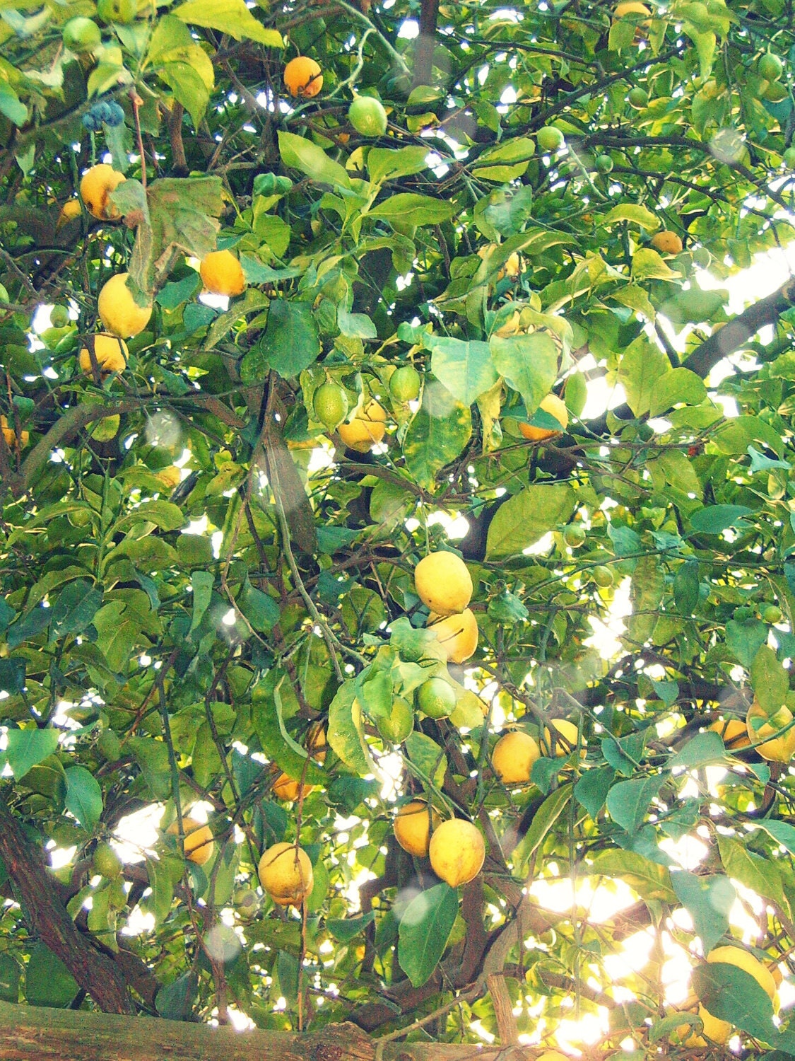 Lemon Sparkle- Fine Art Photograph 4 x 6