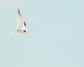 SALE Mint Green White Bird Photography-Nursery Room Photography Decor- Minimalist Wild Free Flying Sea Bird Print 5x7