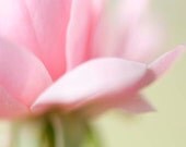 Pastel Wall Art, Rose Photograph, Pink, Green, Fresh Spring, Floral Wall Art, Easter, Garden Art