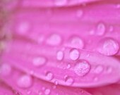 Flower Photo, Fushia Pink, Water Drops, Spring Decor, Floral, Petals, Fine Art Nature Photography, Flower Photography