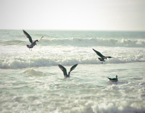 Seagull Photograph, Ocean, Water, Aqua, Seafoam, White, Beach Home Decor, Seascape, Summer Print, 8x10