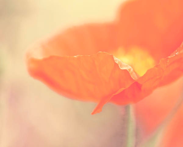 Orange Wall Decor, Citrus, Spring, Poppy Flower, Poppy Wall Art, Poppy Home Decor, 8x10 Orange Home Decor