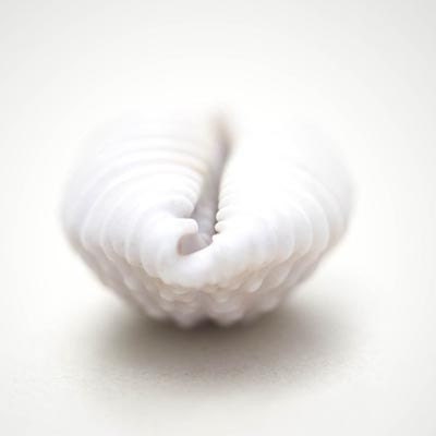 Seashell Photograph- Minimalist,  Beach Cottage, Shabby Chic Home,  Ocean Sea shell Print-  Beach Home Decor Clean Simple Pure