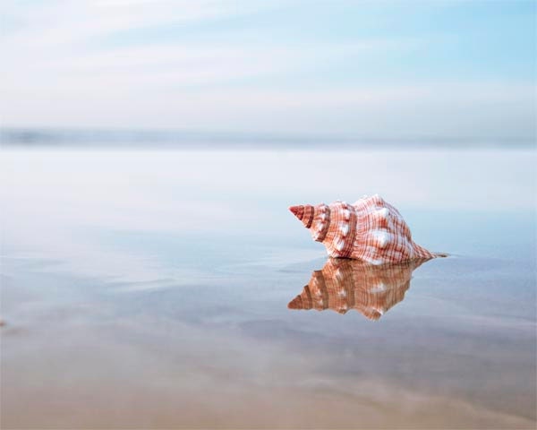 Sea Shell Photography-Sea Shell Art, Beach Photography, Nautical Decor, Light Blue Summertime Ocean Print Home Decor 8x10