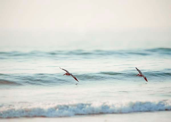 Ocean Waves, Nautical Decor, Pelicans, Beach Home Decor, Aquamarine, Turquoise, White, Pale, Summertime, Ocean Photography, 8x10