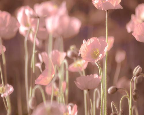 SALE Large Flower Wall Art, Shabby Chic, Nature Photography, Flower Photography, Pink,  Floral Print, Rose, Girly, Feminine, Floral House D