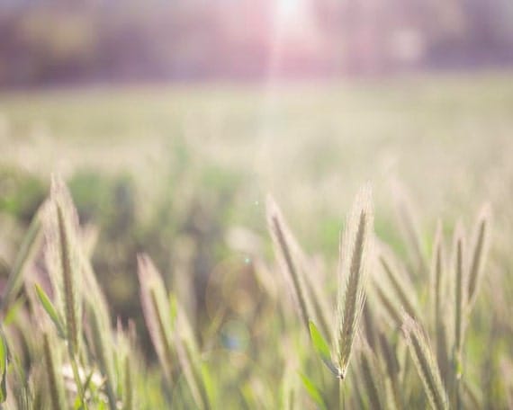 Boho Photography, Nature Photography, Purple, Green, Spring, Boho Decor, Wheat Fields, Sun Beems, Boho Summer Decor