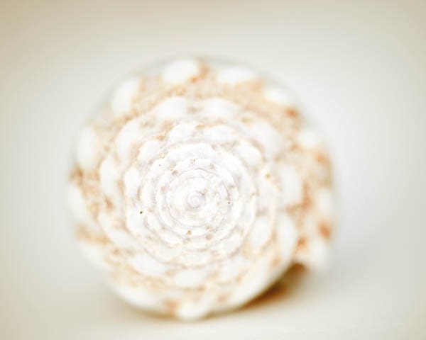 Seashell Print, White, Beige, Beach Home Decor, Coastal Decor, Beach Photography, Home Decor, Wall Art, 8x10