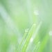 Grass Photograph, Nature Phtoography -Green Wall Art,  Green Grass, Waterdrops, Macro Photography,  Grow Earthy Natural Grass Photo