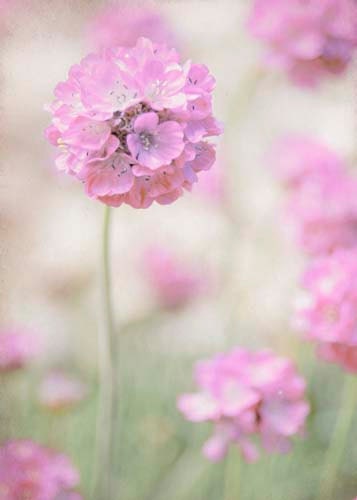 Pink Decor- Pastel, Spring Garden, Light Purple, Floral, Flowers, Fresh, Spring Wall Decor, Delicate, 5x7 Photograph