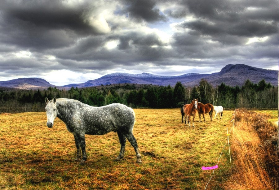 Horses in the Mountains