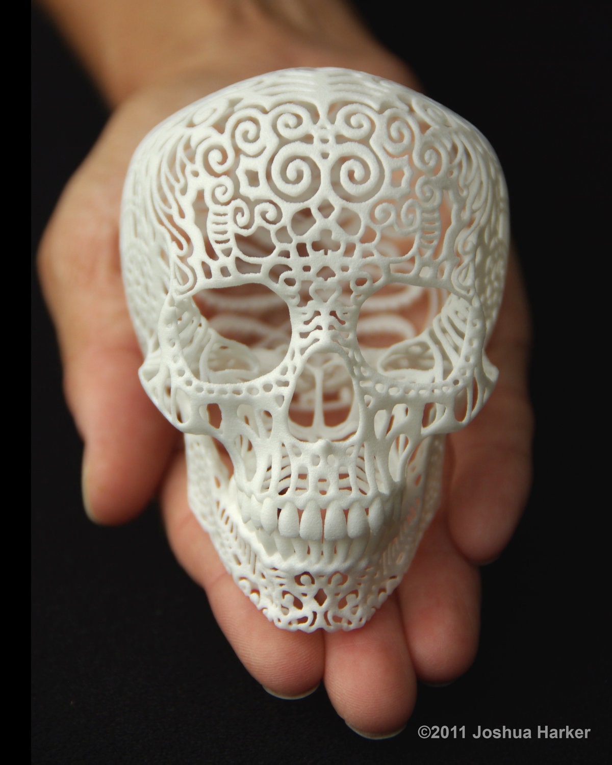 Skull Sculpture "Crania Anatomica Filigre" (small) - shhark