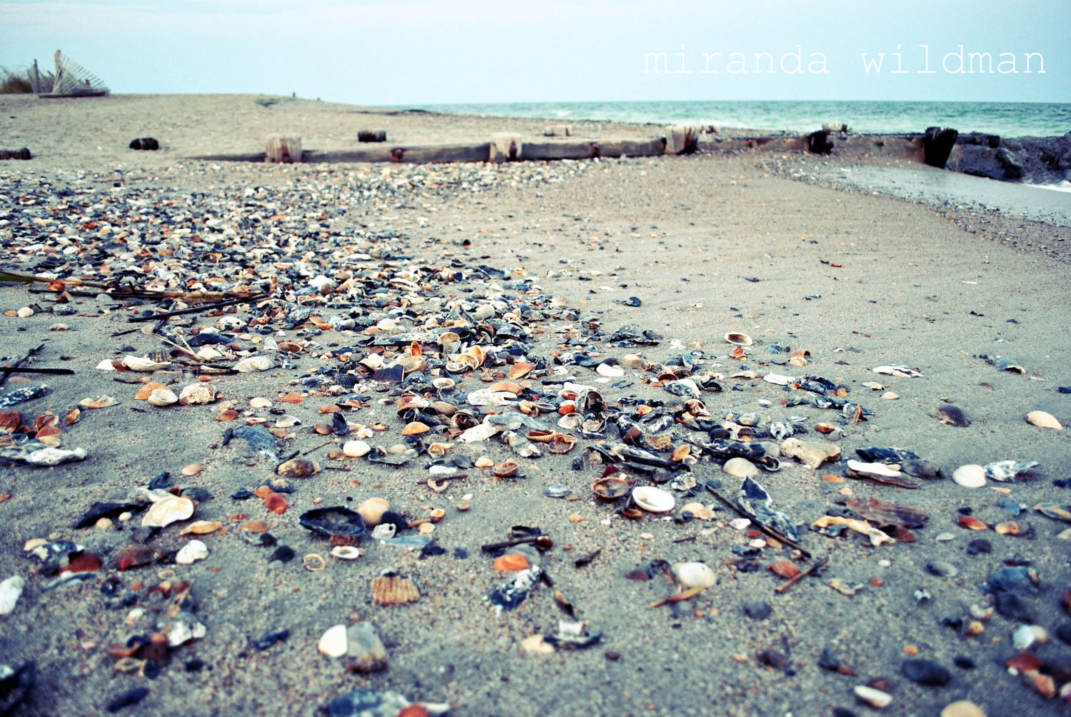 bounty of the sea 8x10 photograph by Miranda Wildman FREE SHIPPING