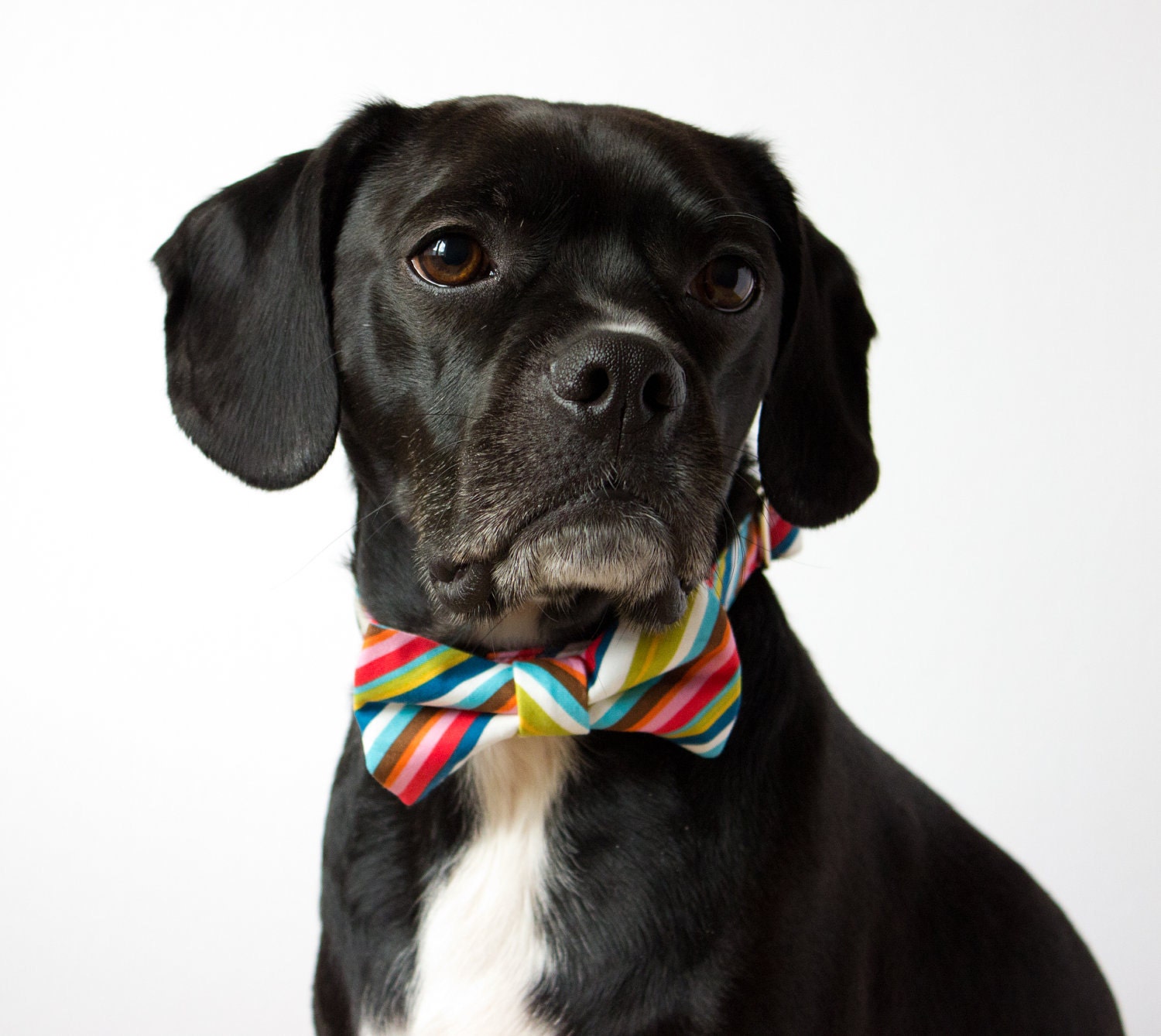 Colorful Stripes Bowtie Dog Collar