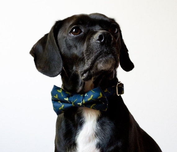 Navy Sprout Dog Bowtie Collar