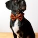 Pumpkin Checks Bow tie Dog Collar