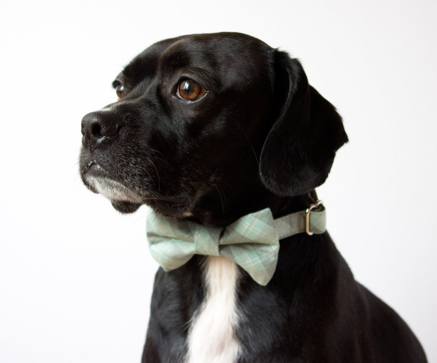 Pastel Blue Plaid Bow Tie Dog Collar