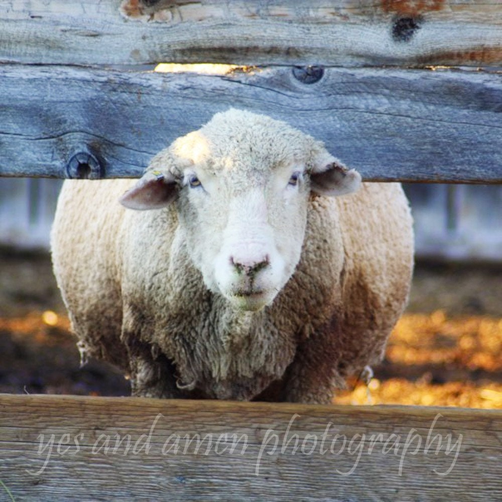 overdue - fine 8x8 photograph (and farm fresh)