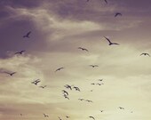 FREE SHIPPING- The Bird's 5x5 Fine Art Photography Print