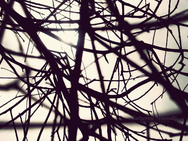Through the Branches 5x7 Fine Art Photography Print