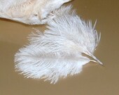 Lot of 100 Baby Ostrich Feathers - White - Assorted