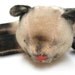 Antique Blind Shabby Chic Siamese Kitty Toy - Steiff Hermann Cat - Cute Vintage Stuffed Animal Mohair Lying Sleeping Kitten Home Decor