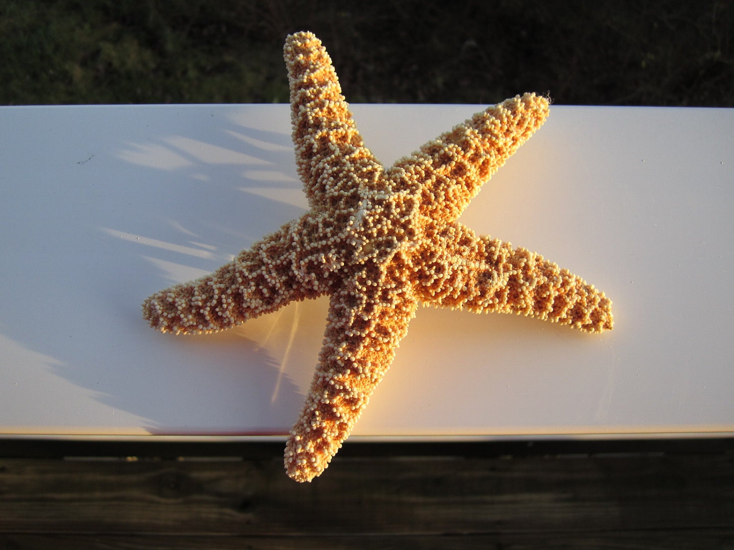 LARGE Natural Sugar Starfish Barrette hair clip