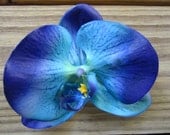Orchid flower hair clip in BLUE