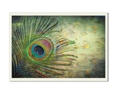 Proud as a Peacock - Fine Art Photographic 12x8 inch/30.48x20.32 cm Print by Doug Armand on Etsy - DAIP0101