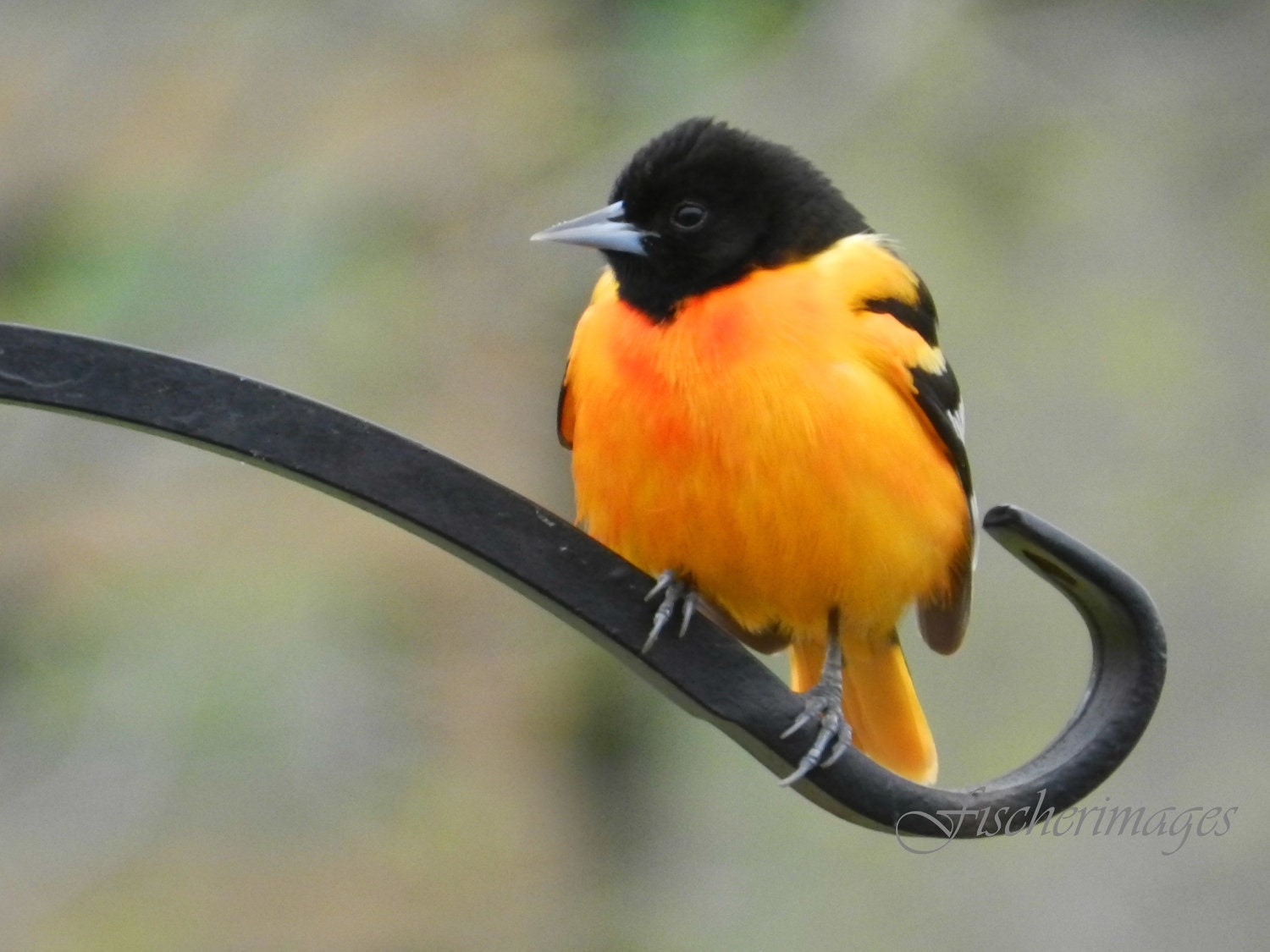 Oriole Bird