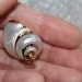 Natural Sea Shell with Golden Trim Pendant