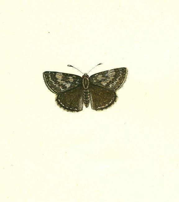 Antique Butterfly Print Bookplate of the DINGY SKIPPER an Original hand colored woodblock engraving by Francis Orpen Morris. A first edition print from Morris' book on The History of British Butterflies published in 1853