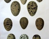 Antique Birds Egg Print :1895 Large Colored RARE Lithograph by Johann Naumann