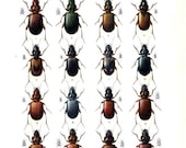 Antique Paper Print of Insects 100 Year Old by Reitter Double Sided Plate
