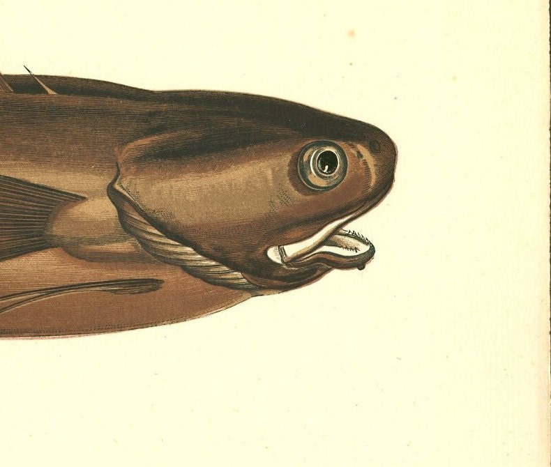Antique Fish Prints By Couch 1877 of  a Lesser Forkbeard