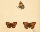 Antique Butterfly Print Bookplate an Original hand colored woodblock engraving by Morris