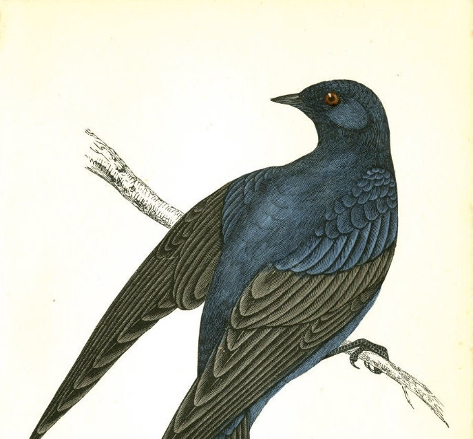 Antique Bird Print by Morris 130 Year Old Wood Block Engraving